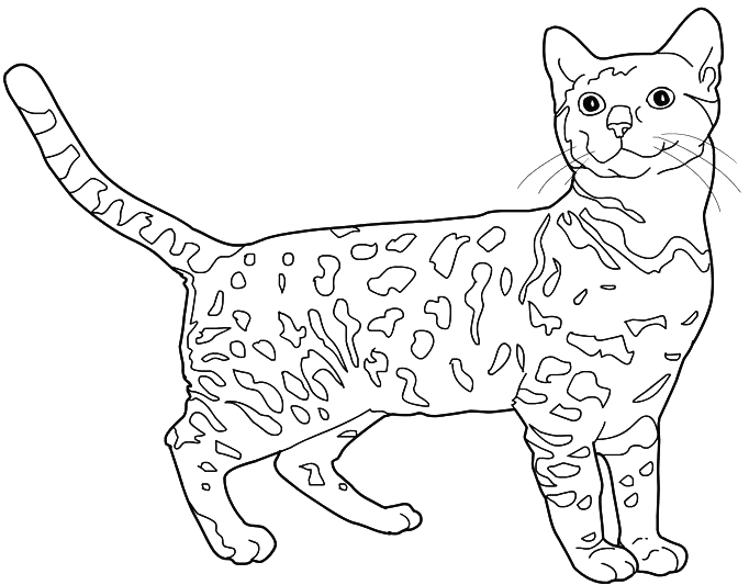 coloriage chat leopard du bengal